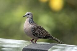 Spotted dove (Spilopelia chinensis ceylonensis).jpg