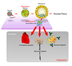 Stem cells diagram.png