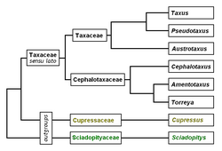 Taxaceae taxonomic diagram 2.png