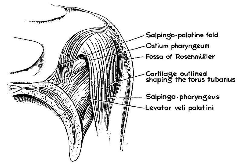 File:Torus tubarius dissection.jpg