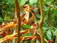 Turdus lherminieri of Guadeloupe.jpg