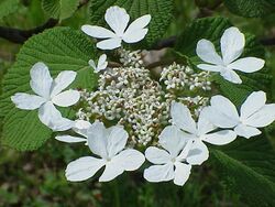 Viburnum furcatum0.jpg