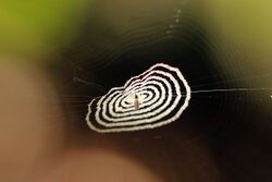 Web debris spider (Cyclosa insulana).jpg