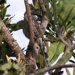 Western Wattlebird 1.jpg