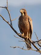 A white-eyed buzzard on a tree branch