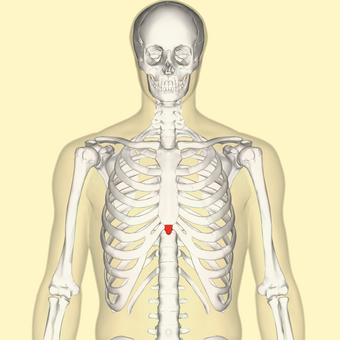 Xiphoid process frontal.png