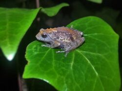 Xmas frog Shillong.jpg