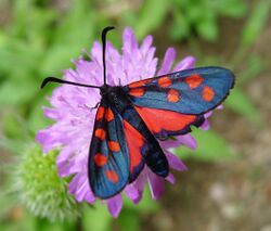 Zygaena transalpina (16462419622).jpg