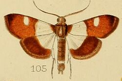 105-Caprinia castanealis Kenrick, 1907.JPG