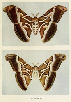23-Indian-Insect-Life - Harold Maxwell-Lefroy - Attacus-ricini.jpg