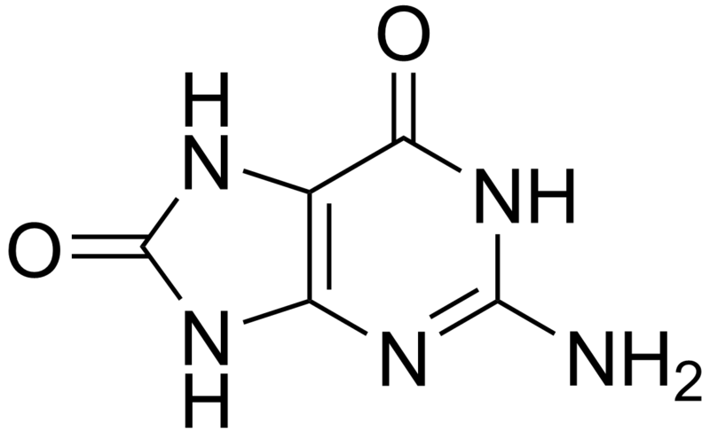 File:8-Oxoguanine.png