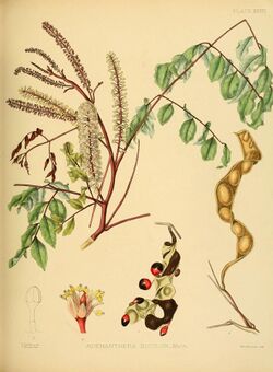 A hand-book to the flora of Ceylon (Plate XXXIV) (6430643921).jpg