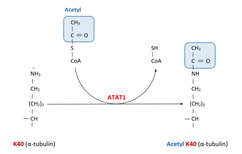 File:Acetylation, reaction by emili.gif