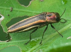 Agrilus concinnus P1280638b.jpg