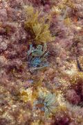 Algas (Dictyota dichotoma), isla de Mouro, Santander, España, 2019-08-14, DD 26.jpg