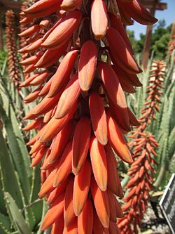 Aloe porphyrostachys.jpg