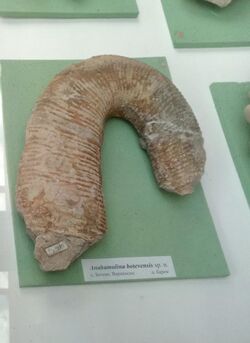 Anahamulina botevensis sp. n., Lower Barremian, Botevo, Varna Province, Cr1 1595X1 at the Sofia University 'St. Kliment Ohridski' Museum of Paleontology and Historical Geology.jpg