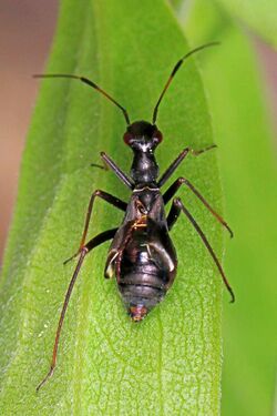 Ant-mimic Plant Bug - Dacerla inflata, Yuba Meadow, Sierra County, California.jpg