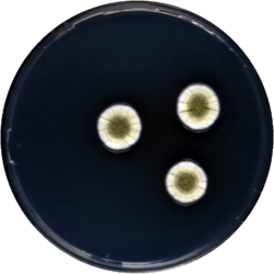 Aspergillus jensenii cya.png