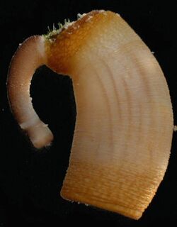 Aspidosiphon steenstrupii (Sipuncula).jpg