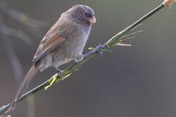 Brown Parrotbill Zuluk, East Sikkim, Sikkim, India 24.04.2015.jpg