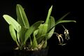 Bulbophyllum macraei Taiwan type. (Lindl.) Rchb.f. in W.G.Walpers, Ann. Bot. Syst. 6 263 (1861) (50475508907).jpg