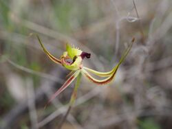 Caladenia falcata 01.jpg