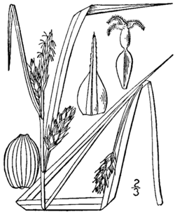 Carex grisea BB-1913.png