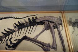 Ceratosaurus juvenile museum of ancient life 3.jpg