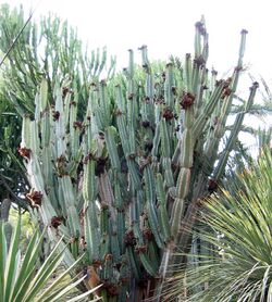 Cereus peruvians (cropped).jpg