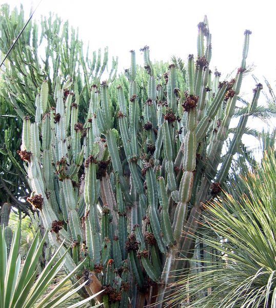 File:Cereus peruvians (cropped).jpg