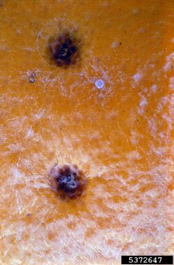 Citrus Black Spot lesions.jpg