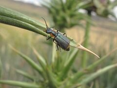 Clanoptilus cf. marginellus (14697773656).jpg