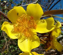 Cochlospermum vitifolium, flower of the Buttercup Tree (9928122975).jpg