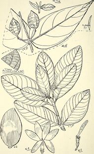 Comprehensive catalogue of Queensland plants, both indigenous and naturalised. To which are added, where known, the aboriginal and other vernacular names; with numerous illustrations, and copious (14780523884).jpg