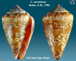 Conus curralensis 2.jpg