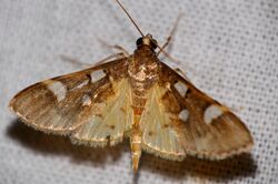 Crambid Moth (Cotachena pubescens) (22911404494).jpg