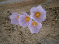 Flowers of Crocus kotschyanus