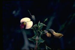 Daviesia uniflora.jpg