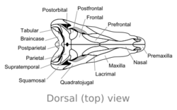 Dimetrodon skull dorsal.svg