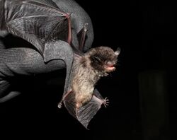A black-gloved hand holds the black wing of a small, brown bat