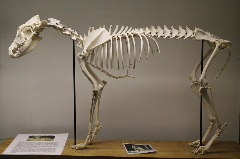 File:Dingo (Canis lupus dingo) skeleton at the Royal Veterinary College anatomy museum.JPG