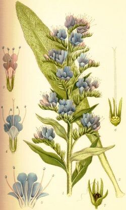 Echium vulgare blåeld.jpg