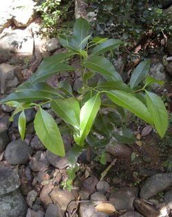 Elaeodendron melanocarpum seedling.jpg