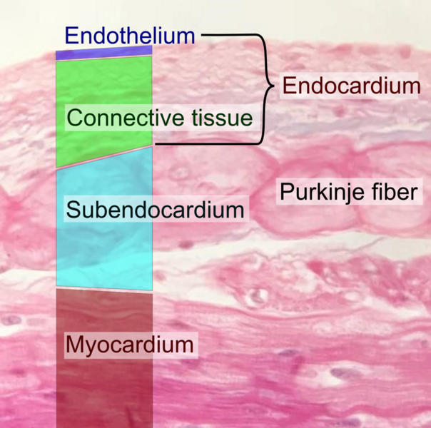 File:Endocardium and subendocardium histology.png