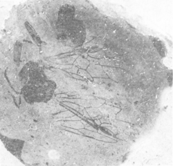 Eriocampa tulameenensis holotype Rice 1968 Pl1 Fig1 cropped.png