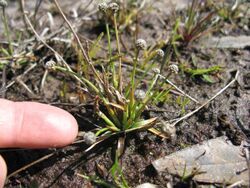 Eriocaulon scariosum plant5 (8502683728).jpg