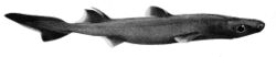 Etmopterus granulosus.jpg