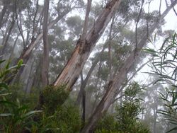 Eucalyptus stenostoma trees.JPG