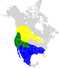 Euphagus cyanocephalus map.svg